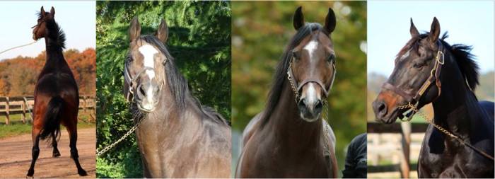photo chevaux haras de Treban