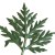 feuille d'ambroisie