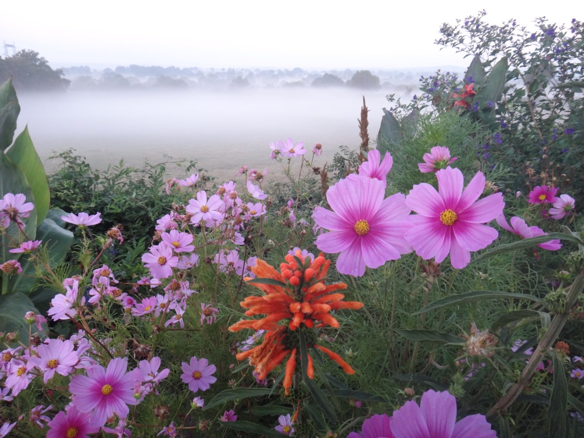 Fleur dans la brume